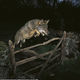 Image for article titled Judges Decide "Wolf Jumping Over Fence" Photo Is Fake...Sort of